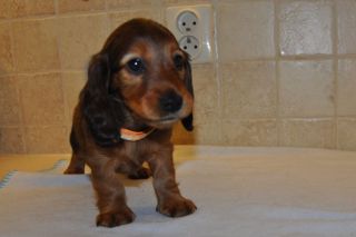 Jamnik d�ugow�osy - szczeni� 